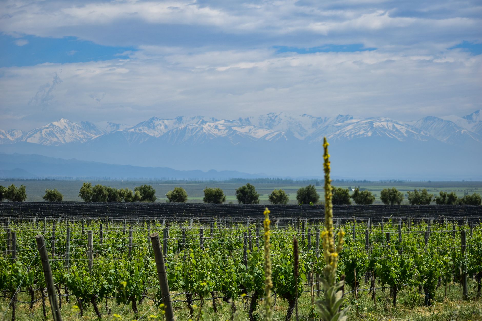 Barricas y viñedos en la cordillera